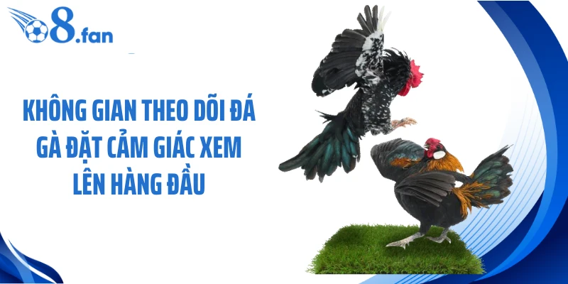 Không gian theo dõi đá gà đặt cảm giác xem lên hàng đầu